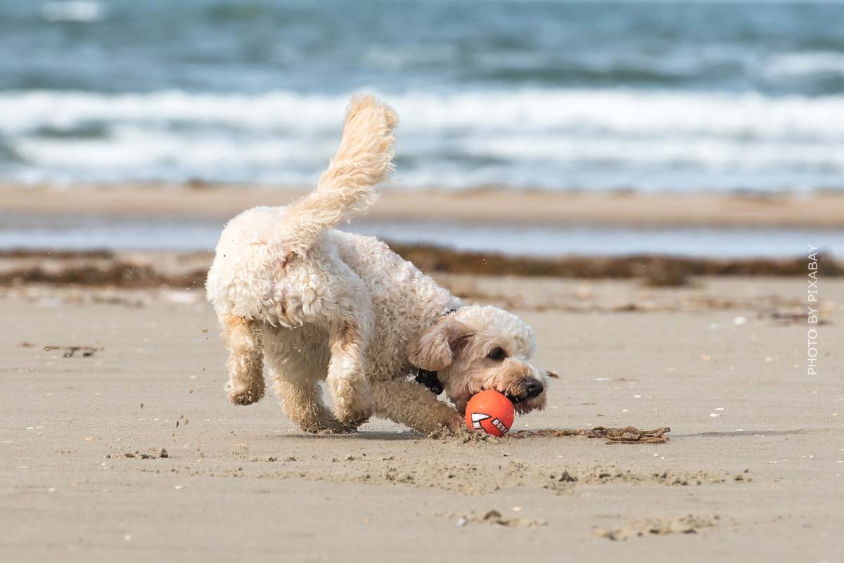Un cane gioca con una palla su una spiaggia proprio di fronte al mare.
