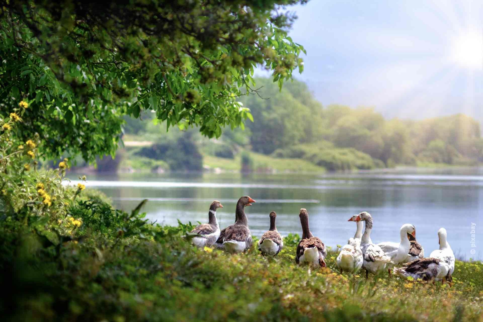 Una famiglia di anatre è in piedi sul lago.